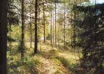Nu �r du n�stan framme  pollarna syns.