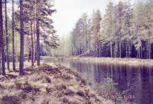 Kanallinjen som gr�vts genom skogen.