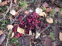 Bild 17