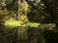Kanalkr�ken liknar mest en n�ckrosdamm