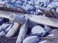A hundred yers old remnants