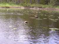 Stolpar som tyder p� farledsmarkering